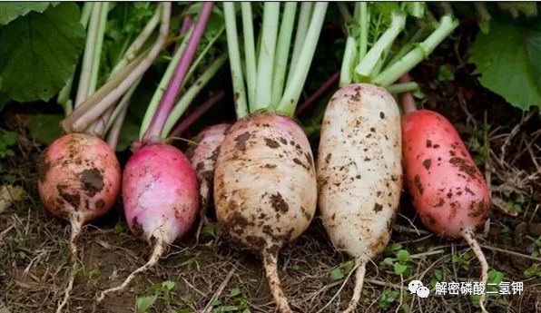 磷酸二氢钾适用于哪些农作物,磷酸二氢钾各种作物施用技术