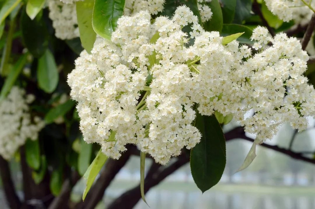 石楠树上花纷纷，路上行*欲人**断魂