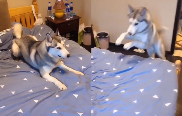 二哈大哭大吼,二哈钻进被窝吓哭小主人