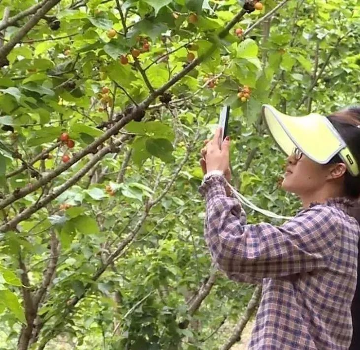 石屏杨梅樱桃采摘方法,石屏杨梅上市了欢迎大家来品尝