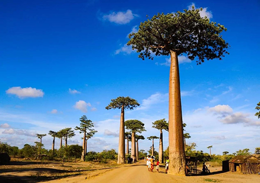 让日本小姐姐颜值赛过樱花miximPOTION到底是什么神仙好物？