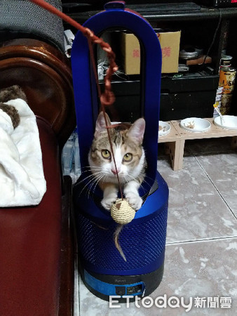 炒菜硬是要闻香　调皮猫胡须被烫成卷的