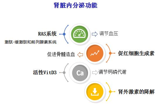 科普肾脏,医学科普出汗和肾脏关系