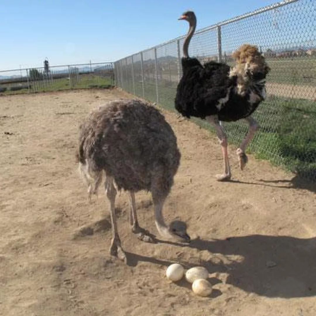 奇怪的冷知识动物,鸟类冷知识