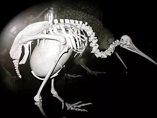 奇怪的冷知识动物,鸟类冷知识