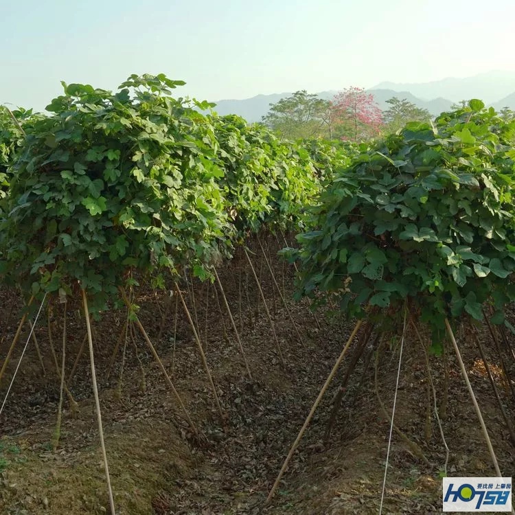 行摄肇庆·美丽砚洲岛——最接地气的生活记录，真实的力量打动人心