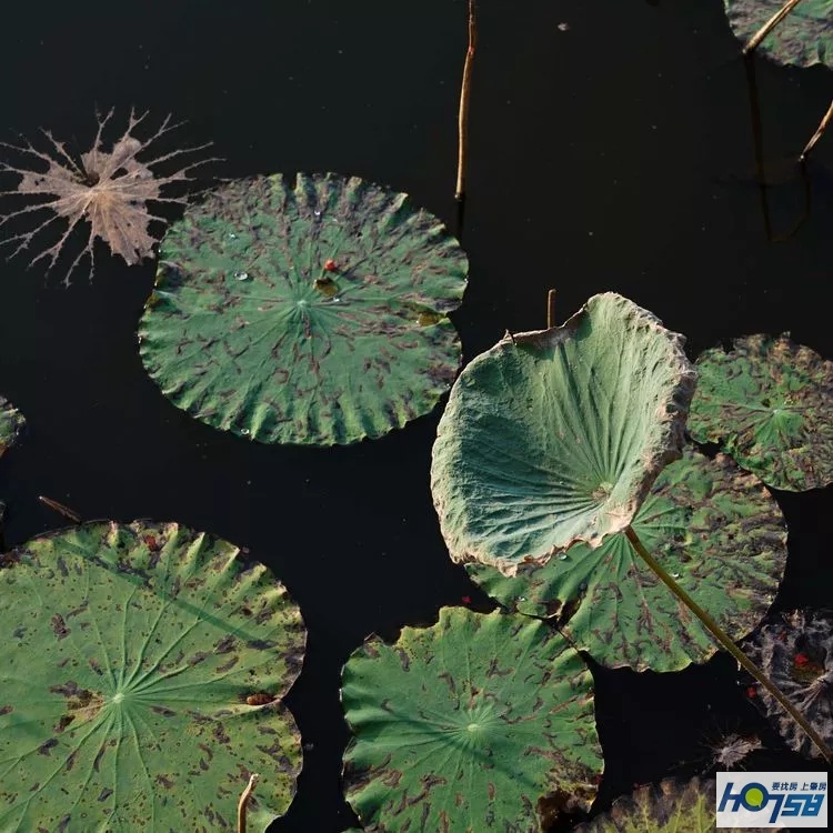 行摄肇庆·美丽砚洲岛——最接地气的生活记录，真实的力量打动人心