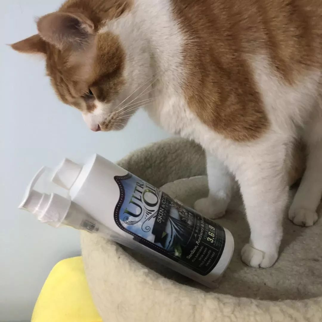 小猫皮肤溃烂被遗弃，新主人不顾病危通知，坚持治疗换来新生！