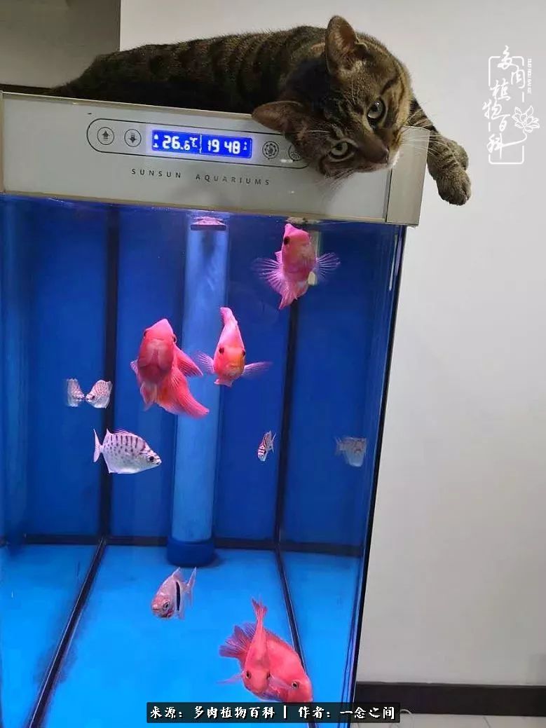 天敌Or天使：多肉与萌宠共处一室，究竟是谁的幸与不幸?