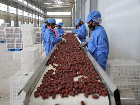 黄李强段淑敏:枣想告诉你|红枣期货上市必知小知识!