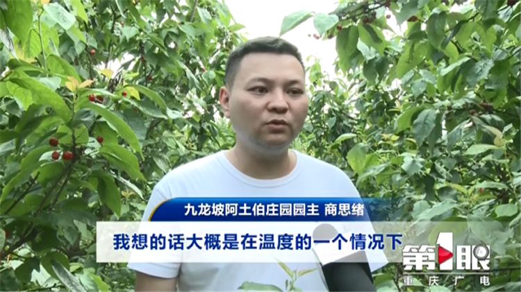 樱桃用盐水泡出虫子还能吃吗,樱桃有虫子还能吃吗快来看看