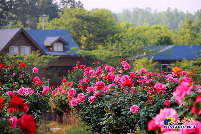 南京玫瑰园开园时间,满园春色关不住郁金香