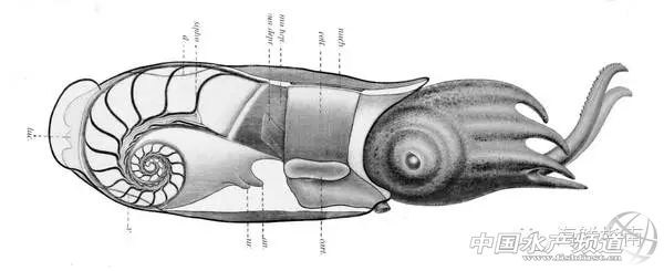 章鱼鱿鱼墨鱼乌贼区别,如何区分章鱼墨鱼鱿鱼