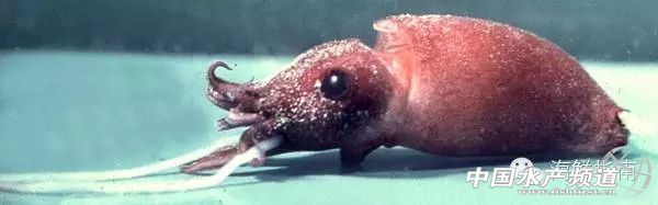 章鱼鱿鱼墨鱼乌贼区别,如何区分章鱼墨鱼鱿鱼