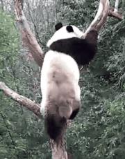 【荐读】熊猫：萌啥子哟，我是要雄起！