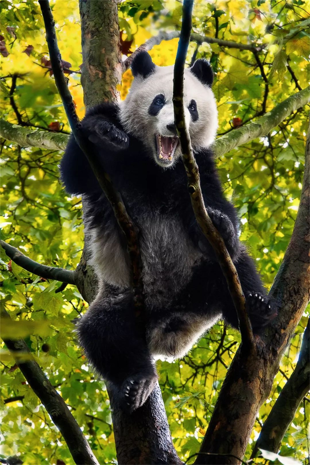 熊猫萌啦,熊猫萌