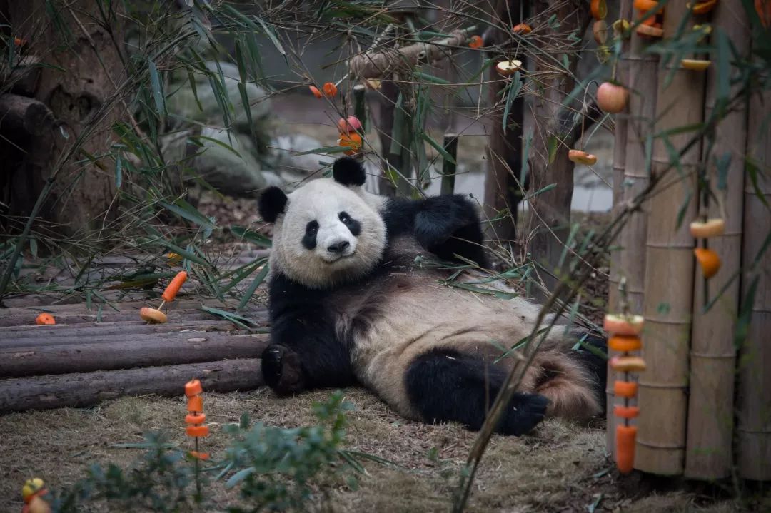 熊猫萌啦,熊猫萌化