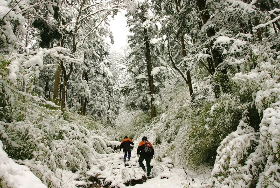 熊猫萌啦,熊猫萌