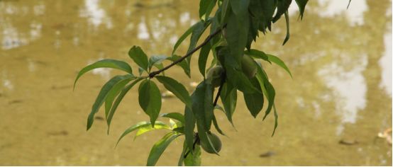 桃树灰霉病需要清理什么,桃树灰霉病在叶片上有什么症状
