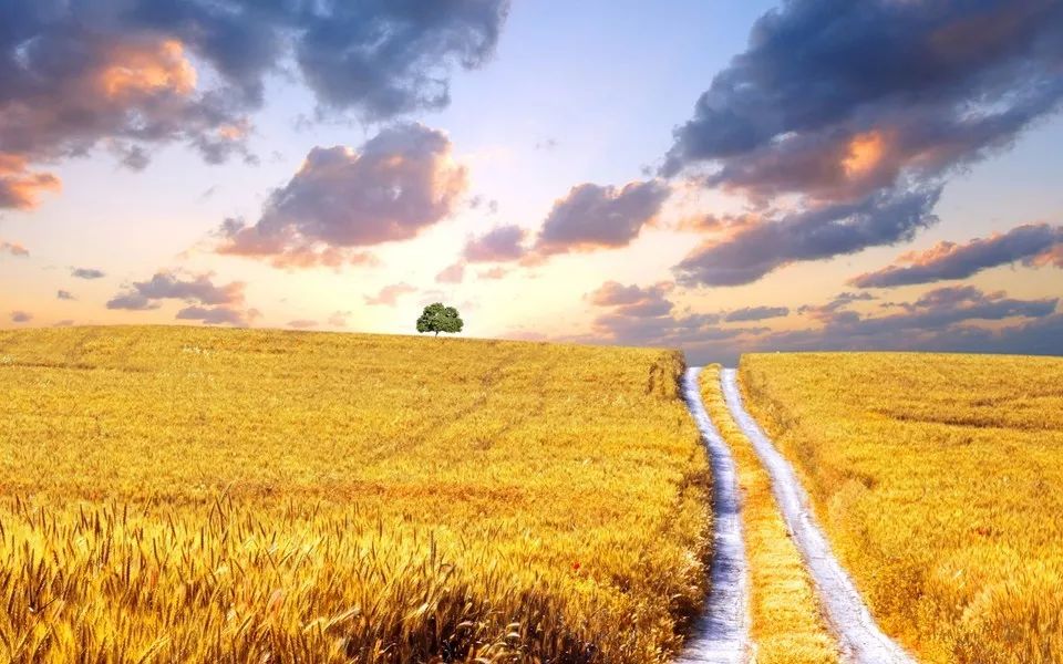 陈忠实的初夏,陈忠实的中篇小说初夏