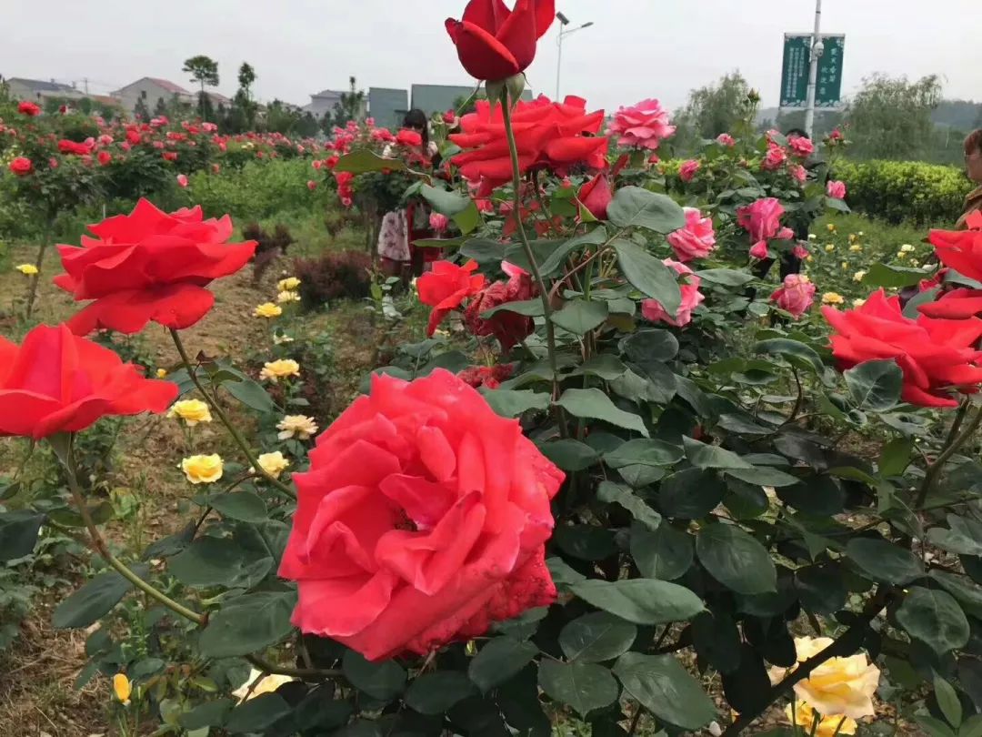 月季玫瑰花海门票免费送,五一花海门票免费送
