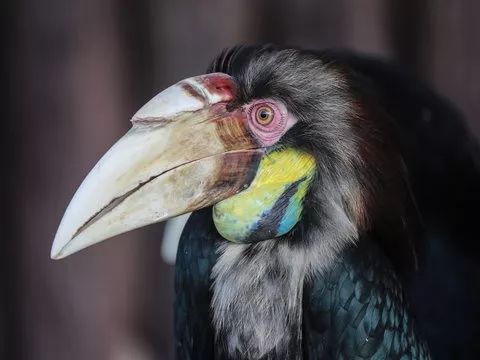 去处｜你真的知道怎么玩转上海野生动物园吗？最全指南在这里！