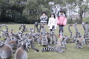 上海野生动物园游览攻略,上海野生动物园的旅游路线示意图