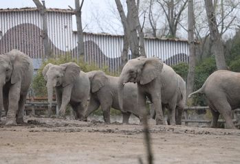 去处｜你真的知道怎么玩转上海野生动物园吗？最全指南在这里！