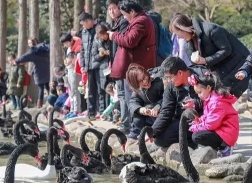 上海野生动物园游览攻略,上海野生动物园的旅游路线示意图