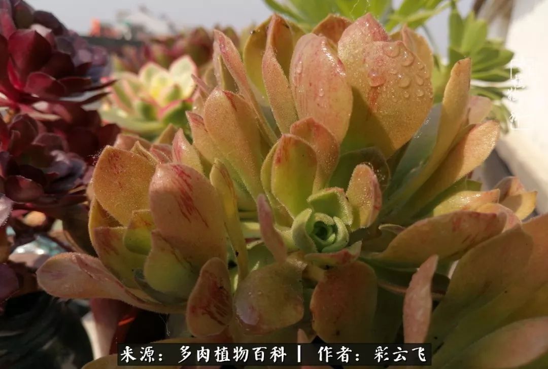 爱春天,爱阳光,爱法师!让我们一起跳法师坑吧!