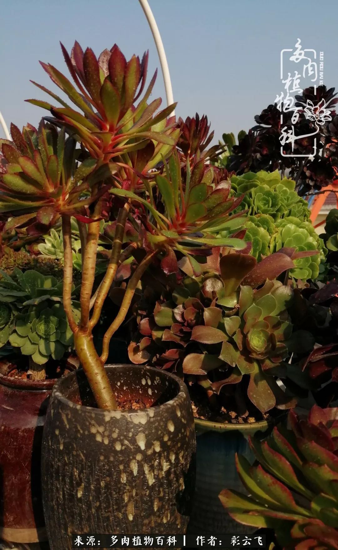 爱春天,爱阳光,爱法师!让我们一起跳法师坑吧!