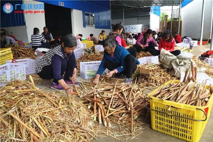 桂字号特色产品宣传语,桂字号产品
