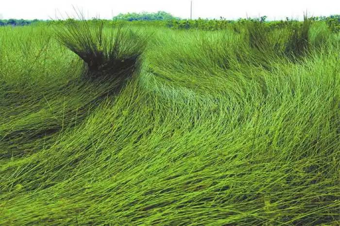 席子夏天家用冰丝降温神器,最实用的夏凉草席