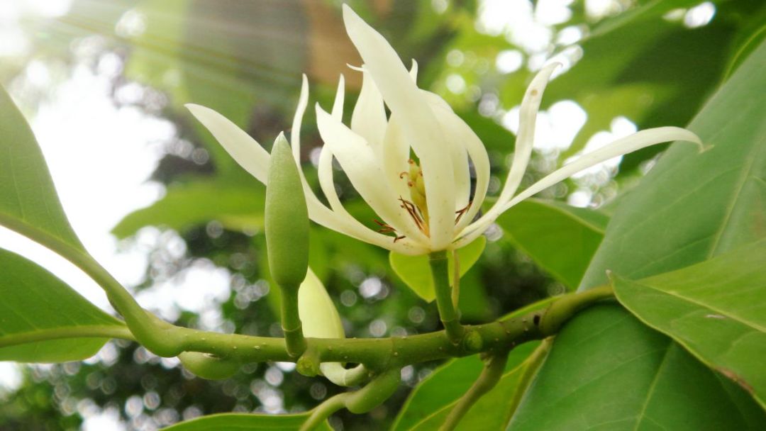 佛山亲子游好去处免门票花海,佛山儿童公园游玩攻略