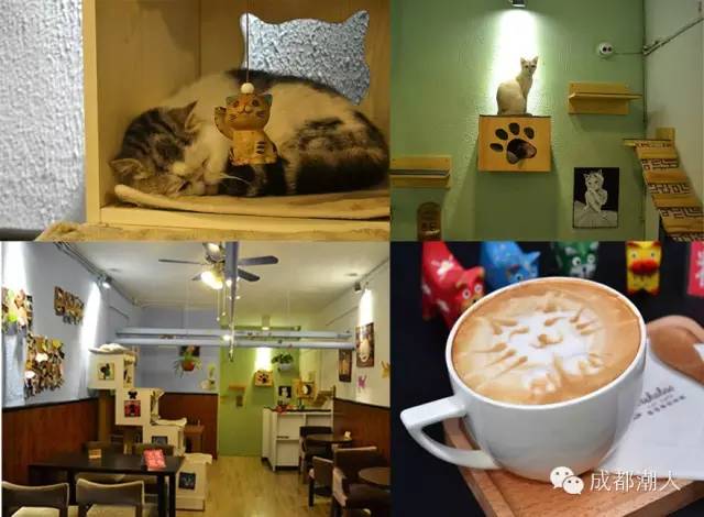 来成都享受美景美食，顺便挼（ruá）个猫可好？
