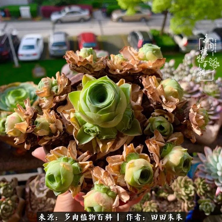 玫小青,7月份了山地玫瑰该怎么养