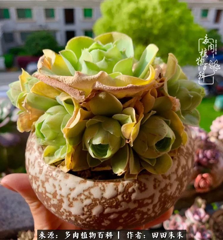 山地玫瑰爆侧芽要怎样养护,适合新手养的山地玫瑰