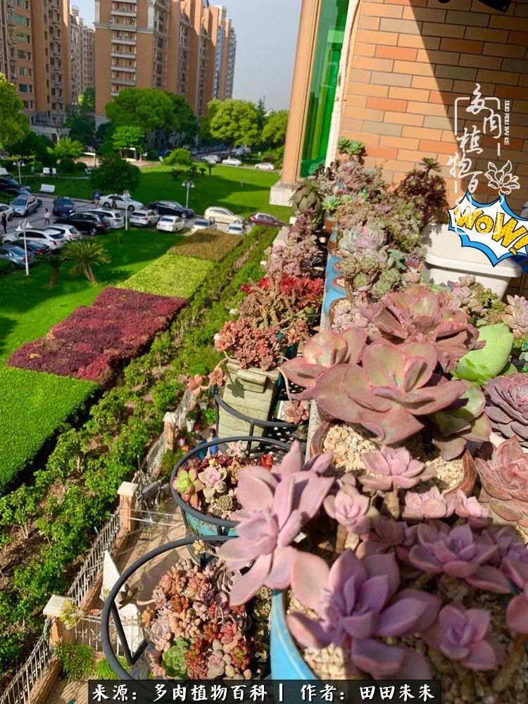 山地玫瑰爆侧芽要怎样养护,适合新手养的山地玫瑰