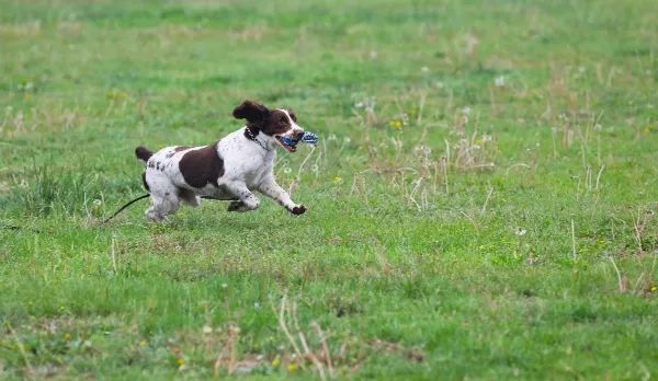 甯﹁柂鎾哥嫍宸ヤ綔鎷涜仒,鎾哥嫍鎷涜仒