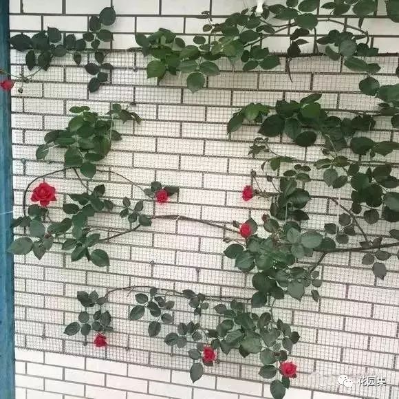 露台如何打造月季花墙,月季花墙图片大全欣赏