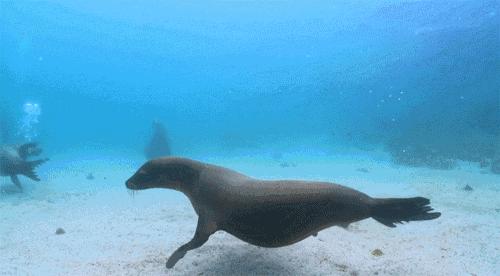 萌萌哒动物大联欢,萌萌哒海狮表演