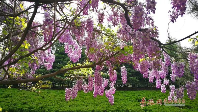 闈掑矝缁濈編鐎戝竷,闈掑矝绱壊鐎戝竷