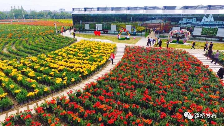 “百合节”开园｜100亩七彩花田，1000000株百合花，等你来