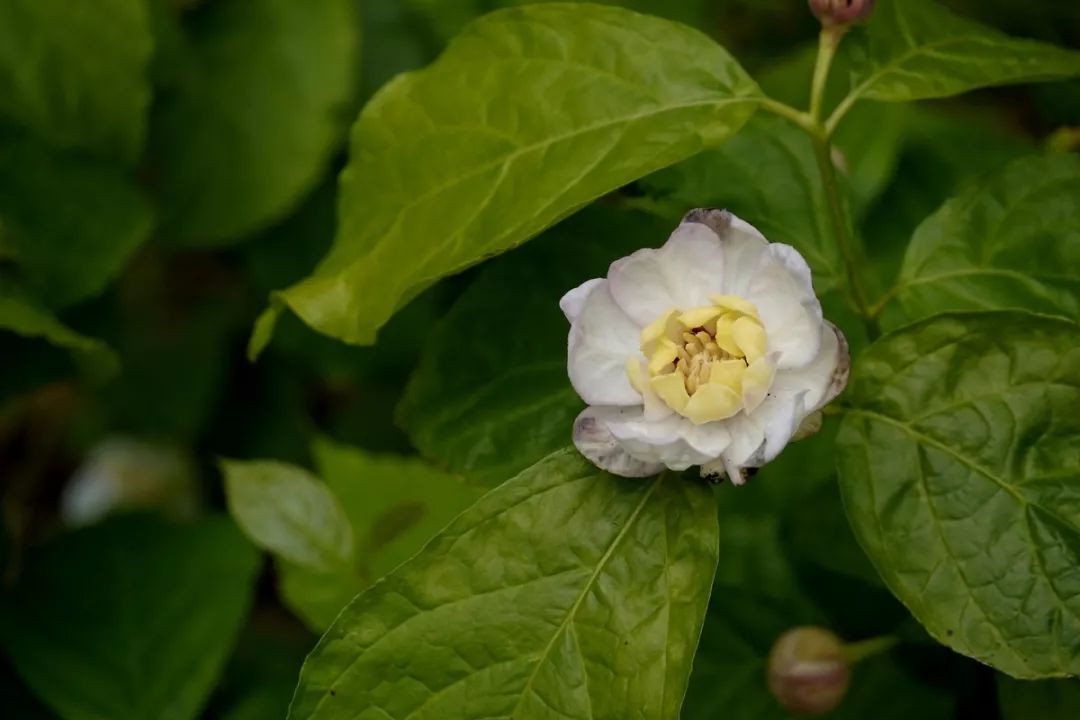 腊梅怎么开花,腊梅开花