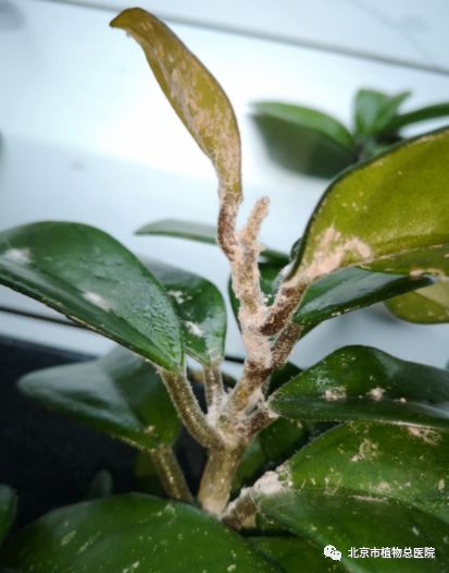 出现虫子,发现有虫子怎么处理