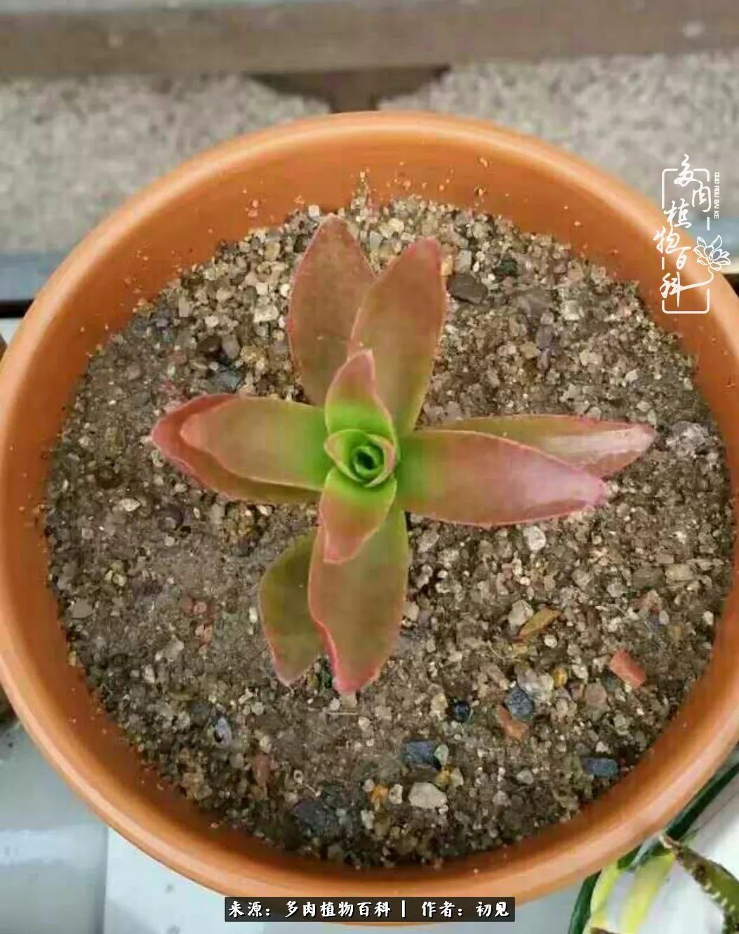 从开始养多肉就对多肉疯狂热爱,多肉美肉控养方法