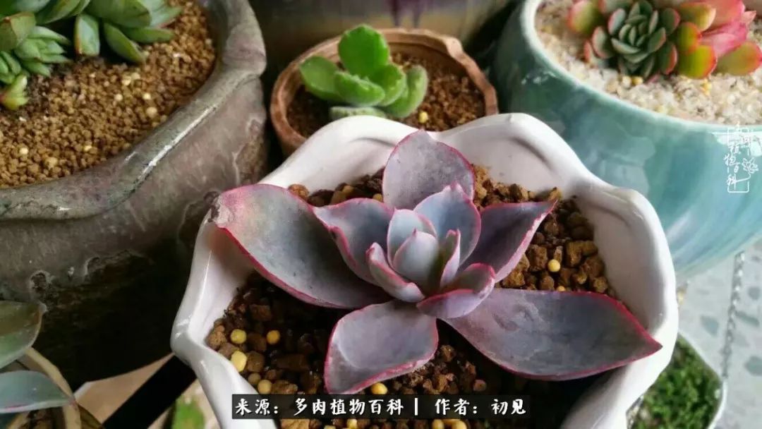 从开始养多肉就对多肉疯狂热爱,多肉美肉控养方法