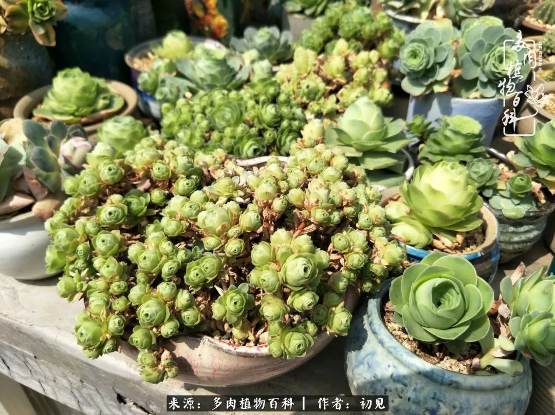 从开始养多肉就对多肉疯狂热爱,多肉美肉控养方法