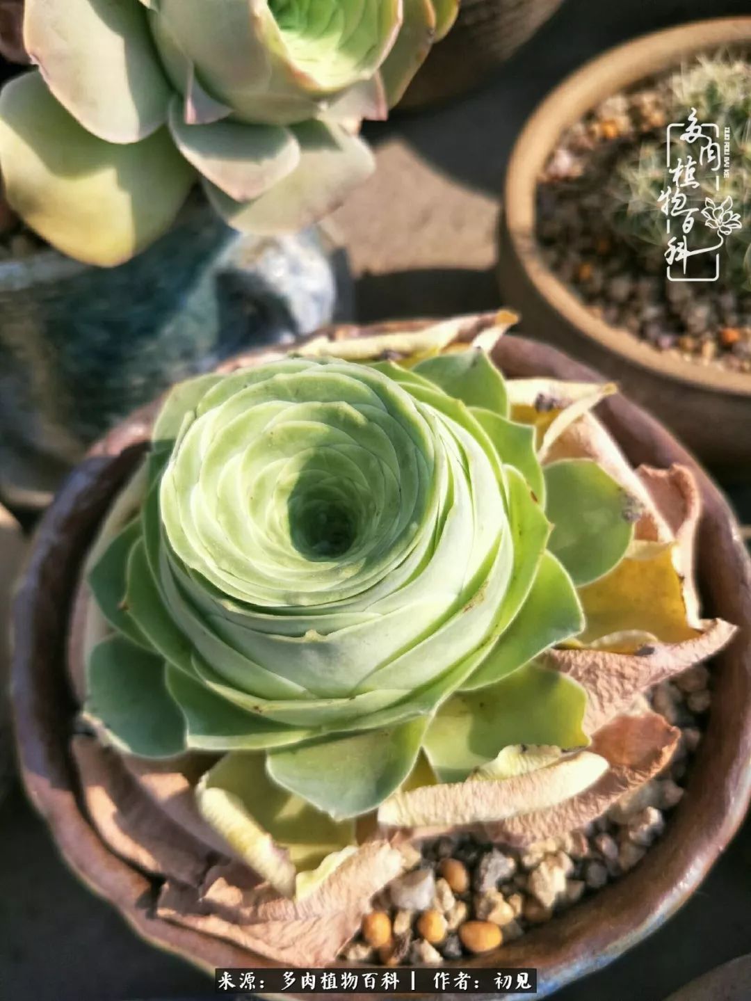 从开始养多肉就对多肉疯狂热爱,多肉美肉控养方法