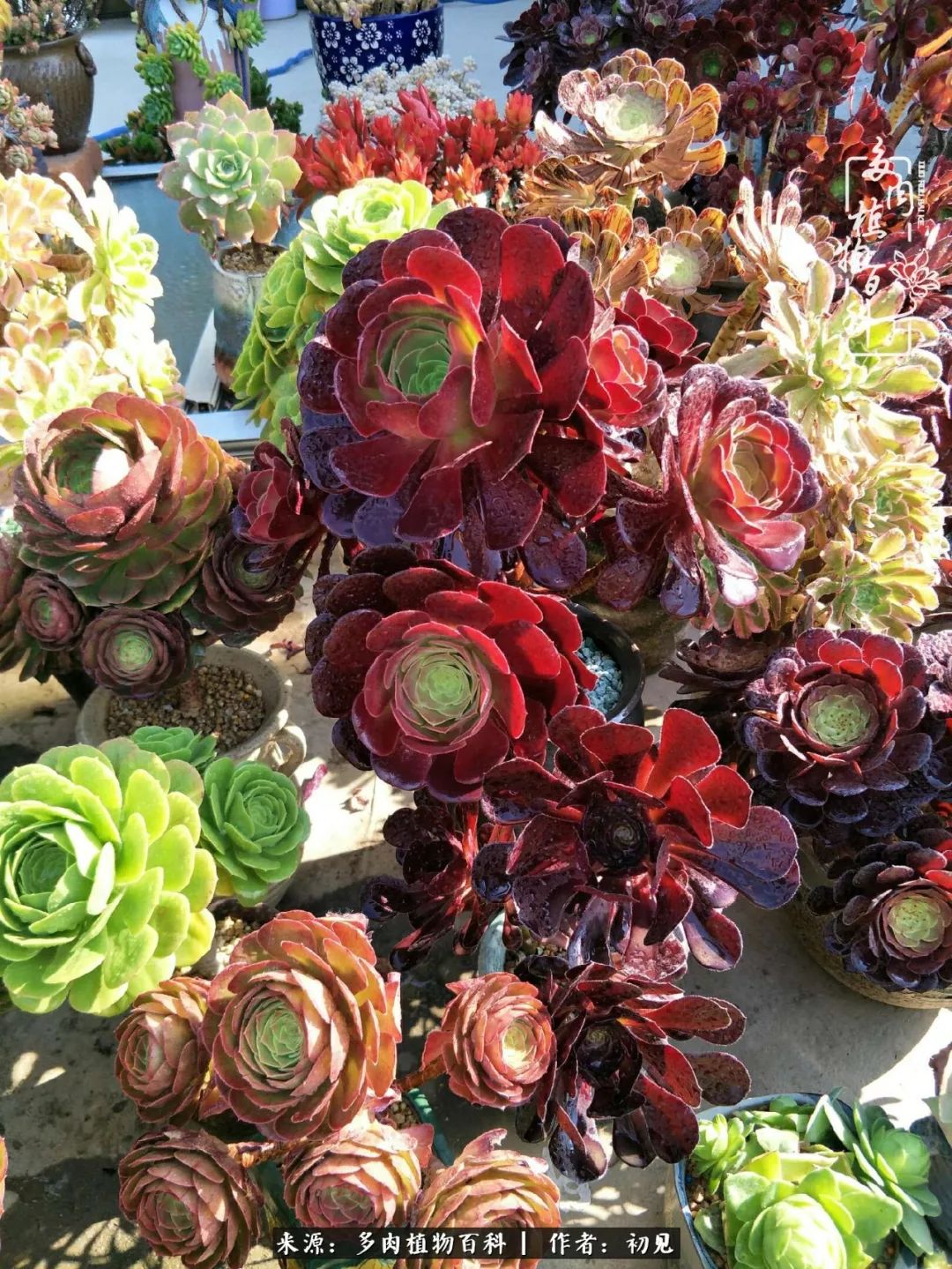 从开始养多肉就对多肉疯狂热爱,多肉美肉控养方法